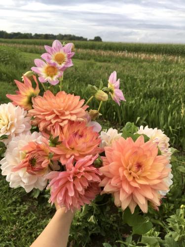 juicy color bouquet